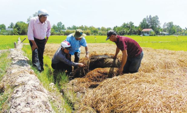 Tăng cường phát triển nghề trồng nấm